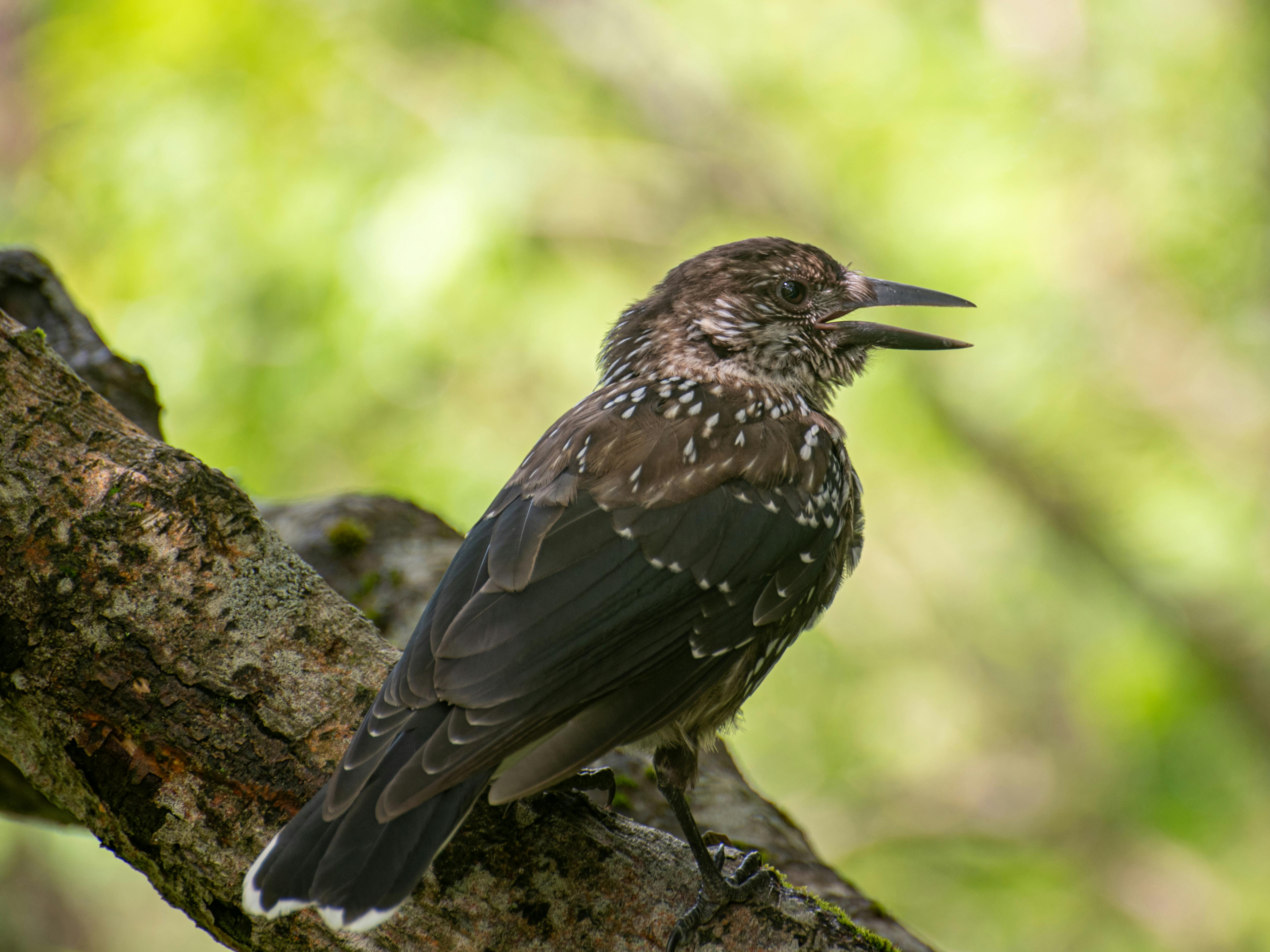 Close-up of a Spotted Nutcracker perched on a branch in Zakopane forest.