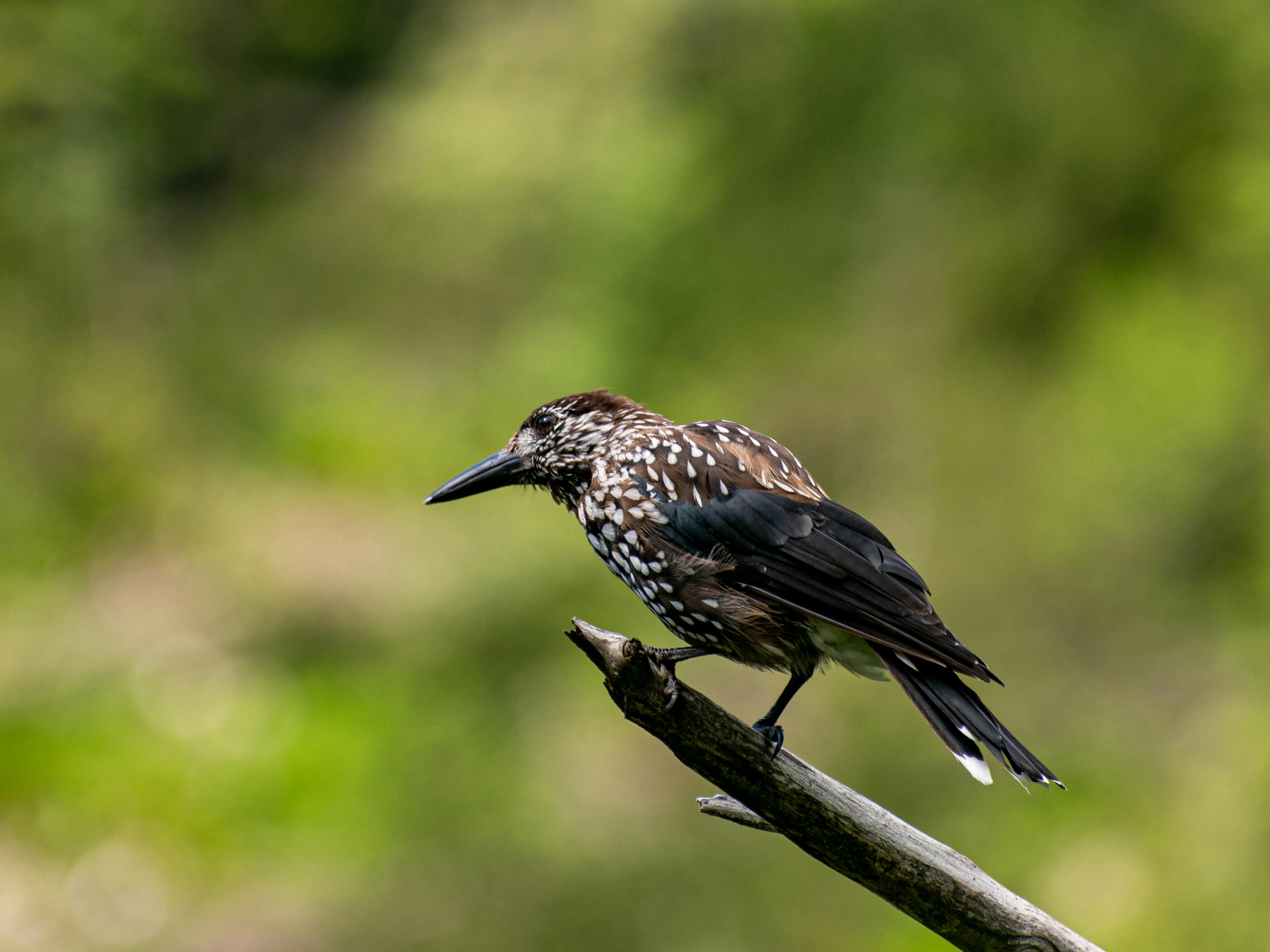 Close-up of a Spotted Nutcracker perched on a branch in Zakopane, Poland.