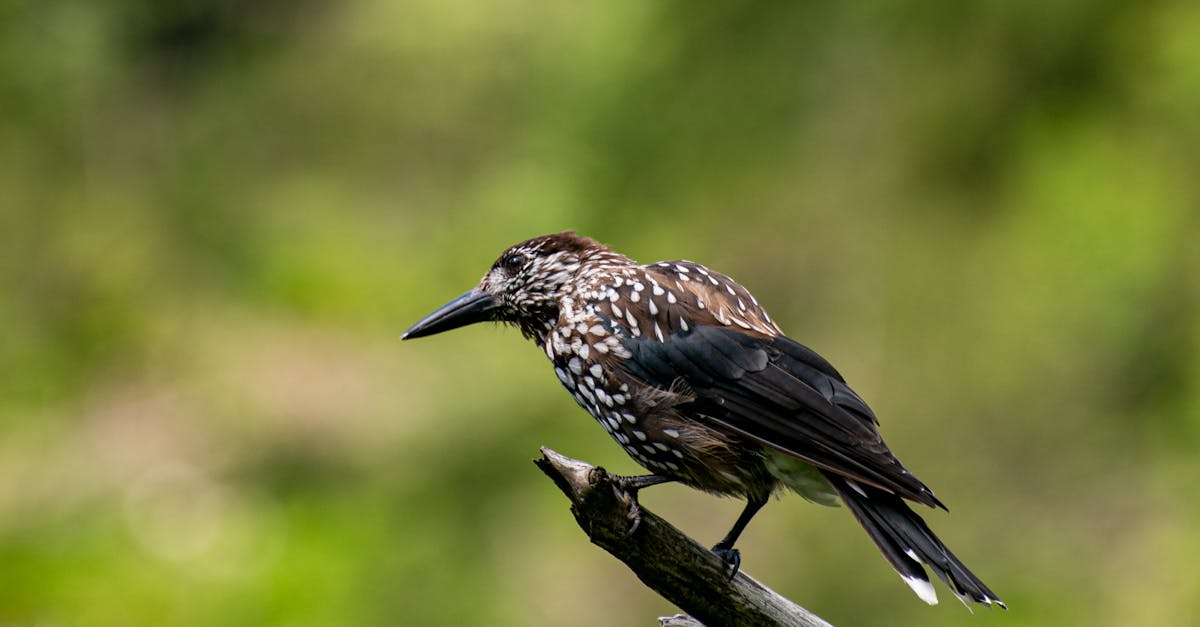 Close-up of a Spotted Nutcracker perched on a branch in Zakopane, Poland.