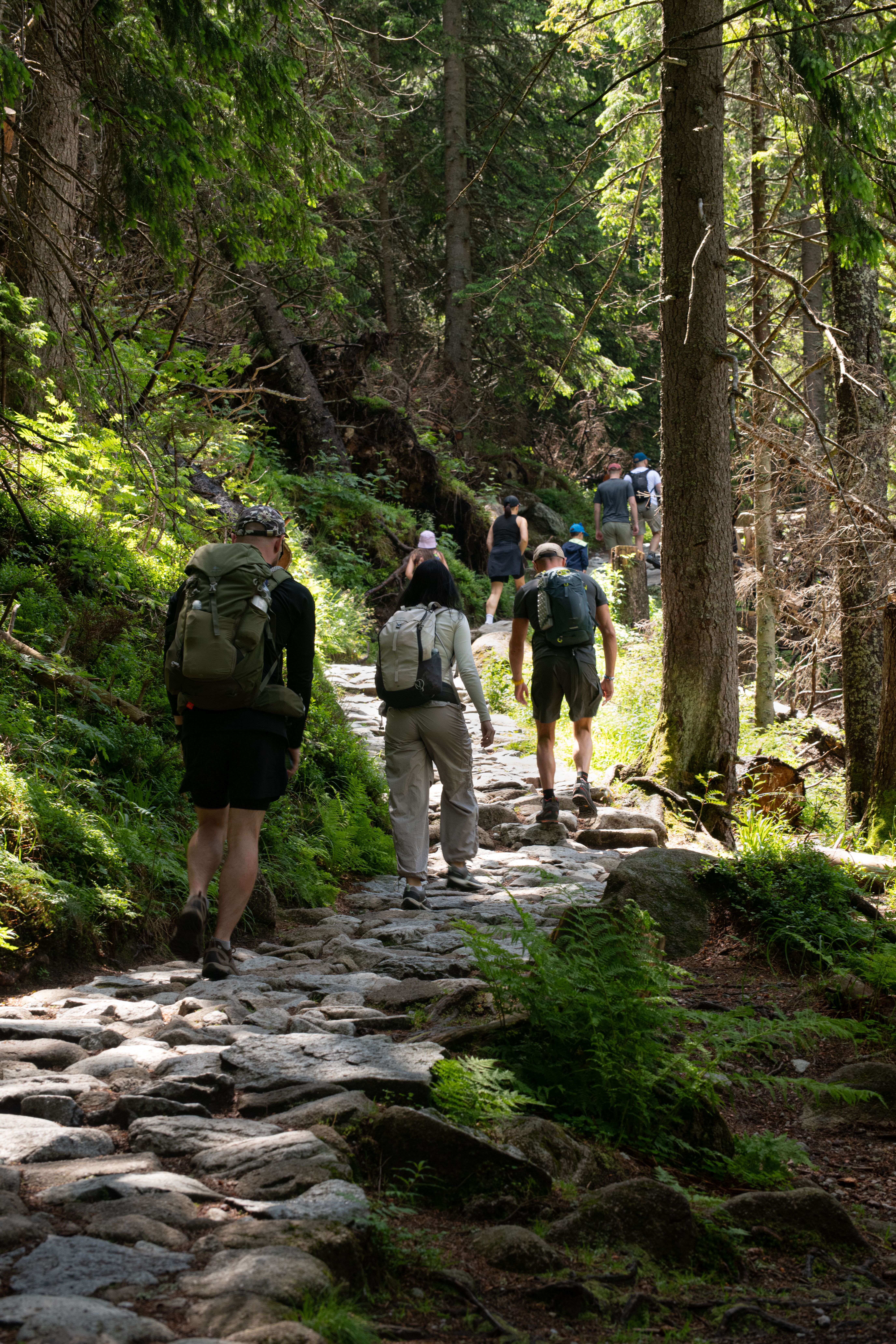 Group Hiking in Lush Forest Trail · Free Stock Photo