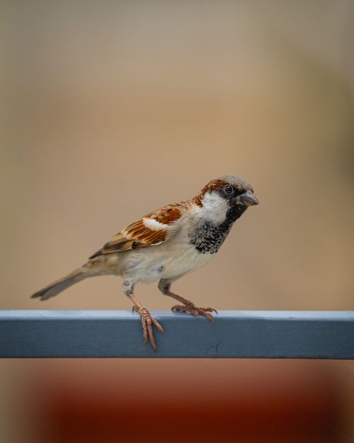 Free Detailed image of a house sparrow (Passer domesticus) on a metal rail with a blurred background. Stock Photo