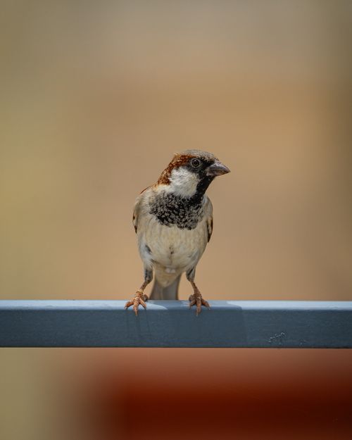 Free Detailed view of a house sparrow perched on a metal bar against a blurred background. Stock Photo
