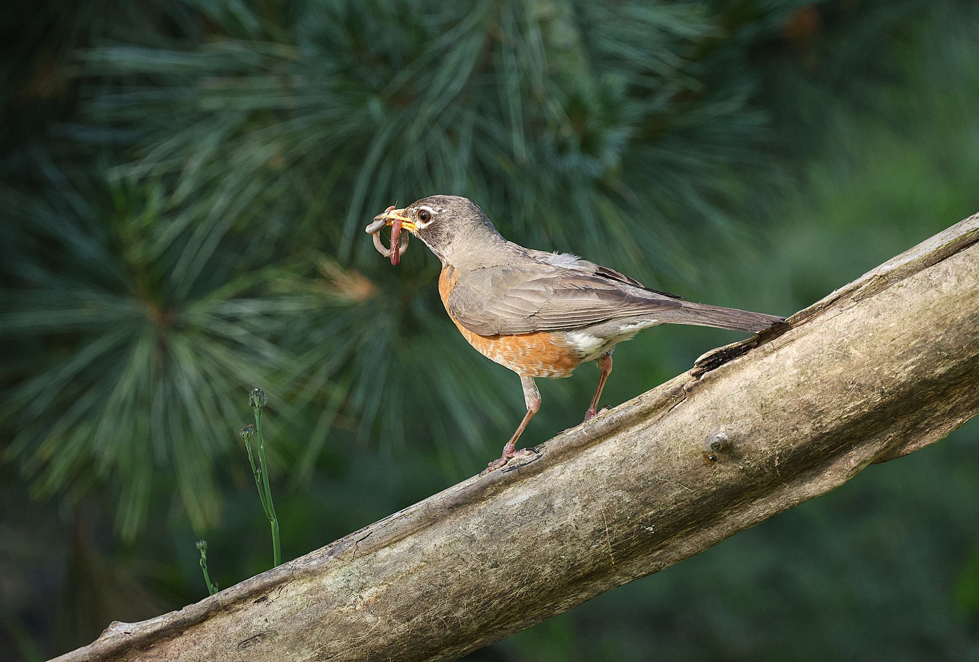 A vibrant American robin perches on a branch, holding a worm in its beak.