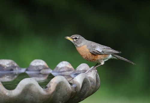 Free An American Robin rests on a birdbath surrounded by lush greenery. Stock Photo