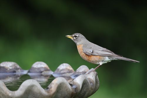 Free A vibrant American Robin stands on a birdbath in a lush outdoor setting during spring. Stock Photo