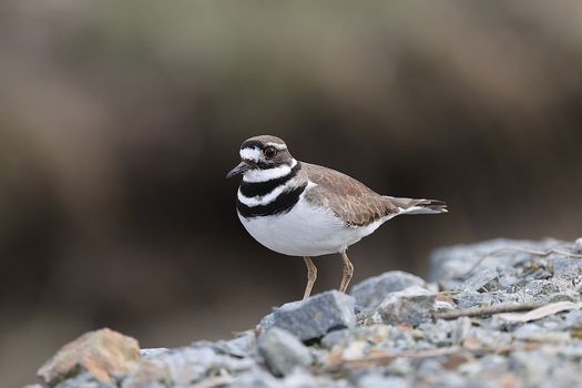 bird photo