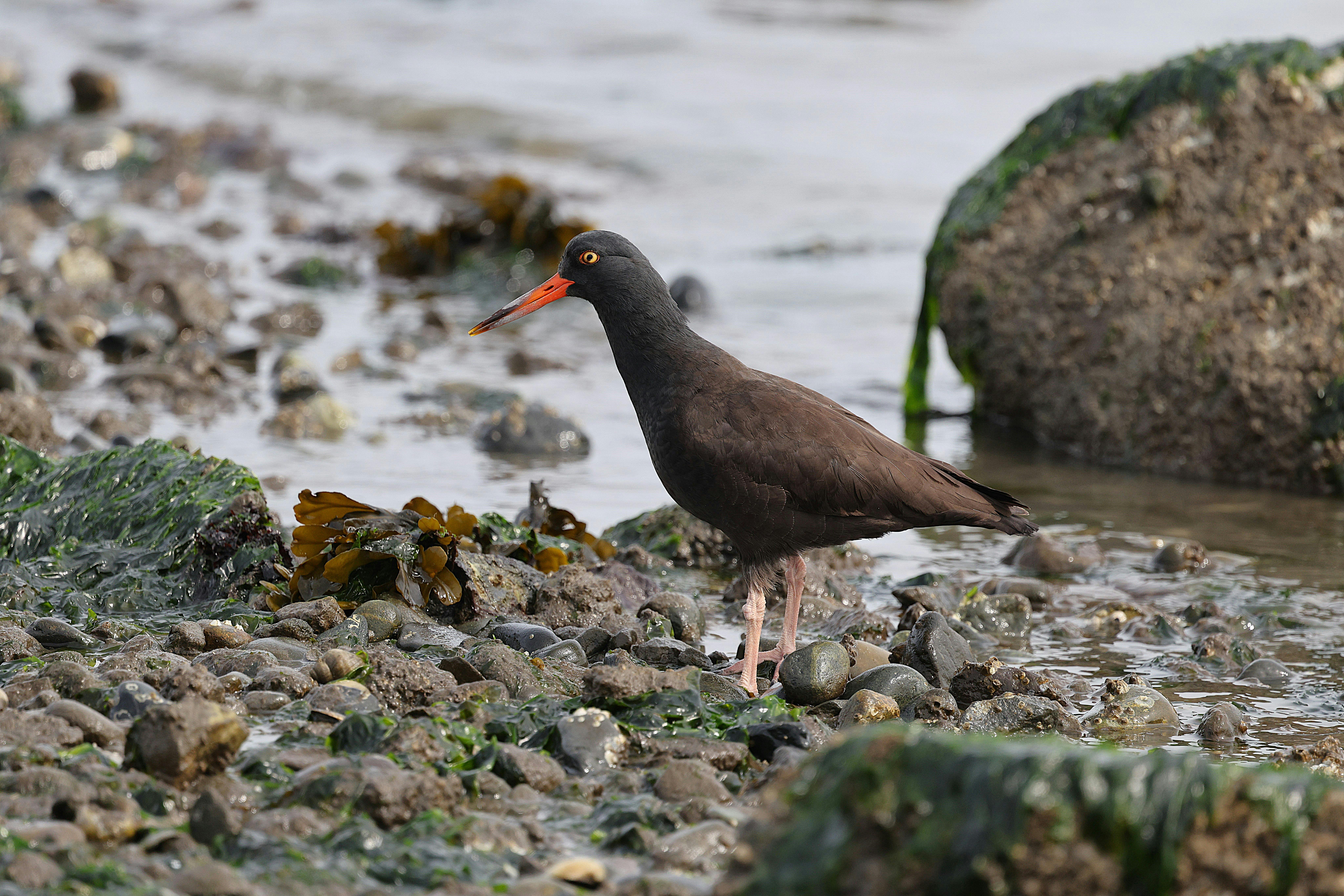 Wadden Sea Intertidal Zone With Sandbanks, Mudflats, And Migratory Birds