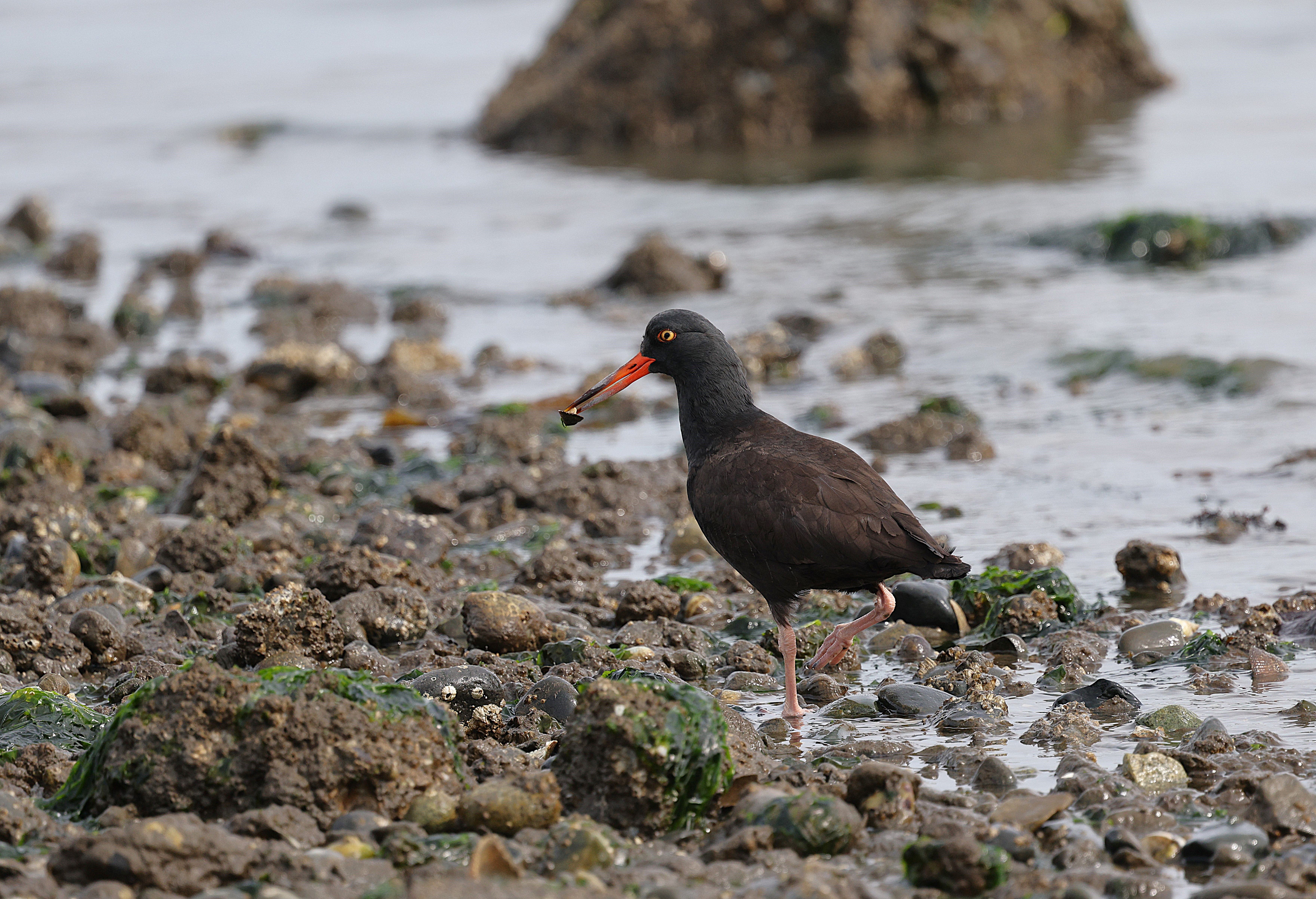 Understanding Shorebird Foraging Patterns