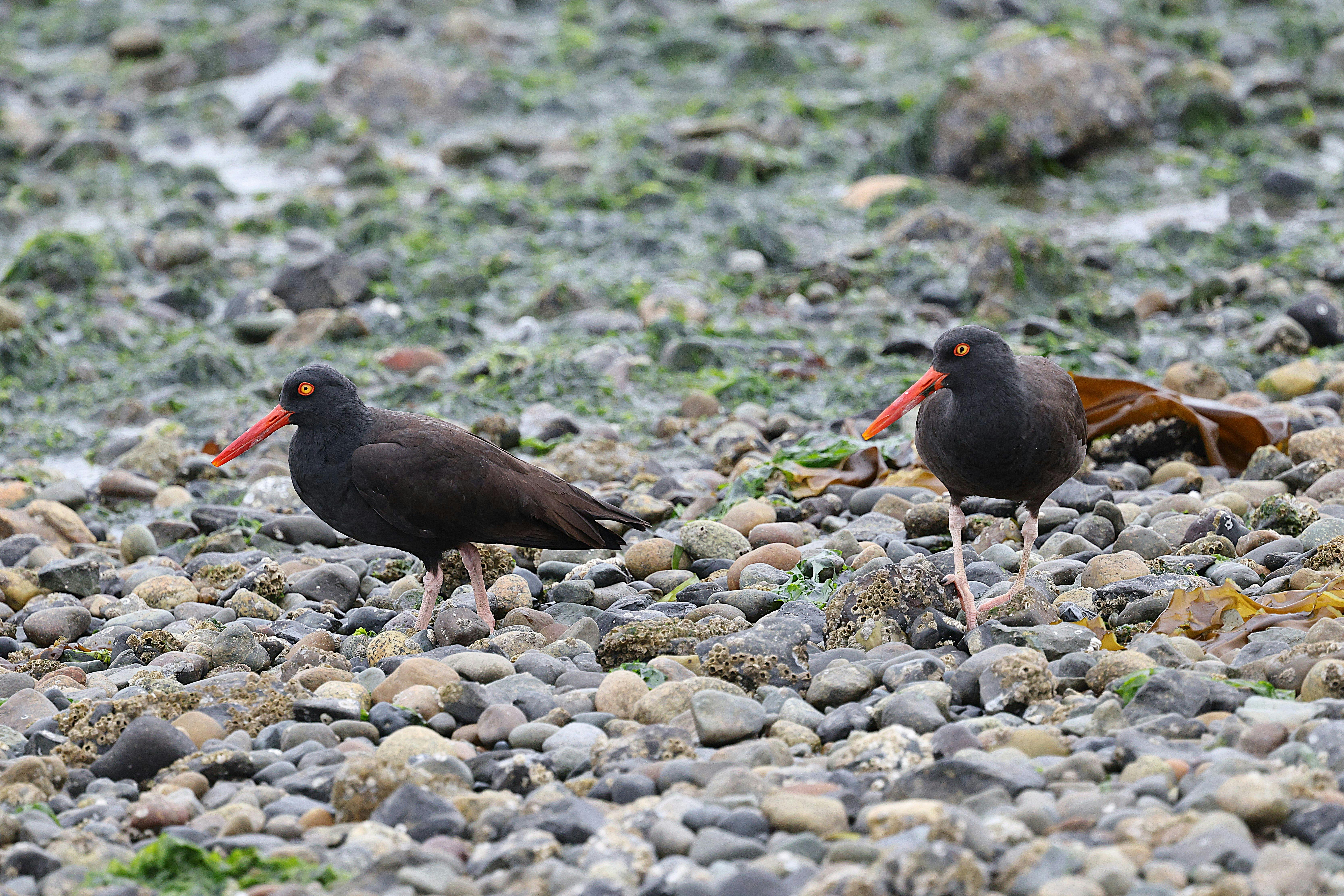 Black oystercatchers foraging on a rocky beach, showcasing wildlife in its natural habitat.