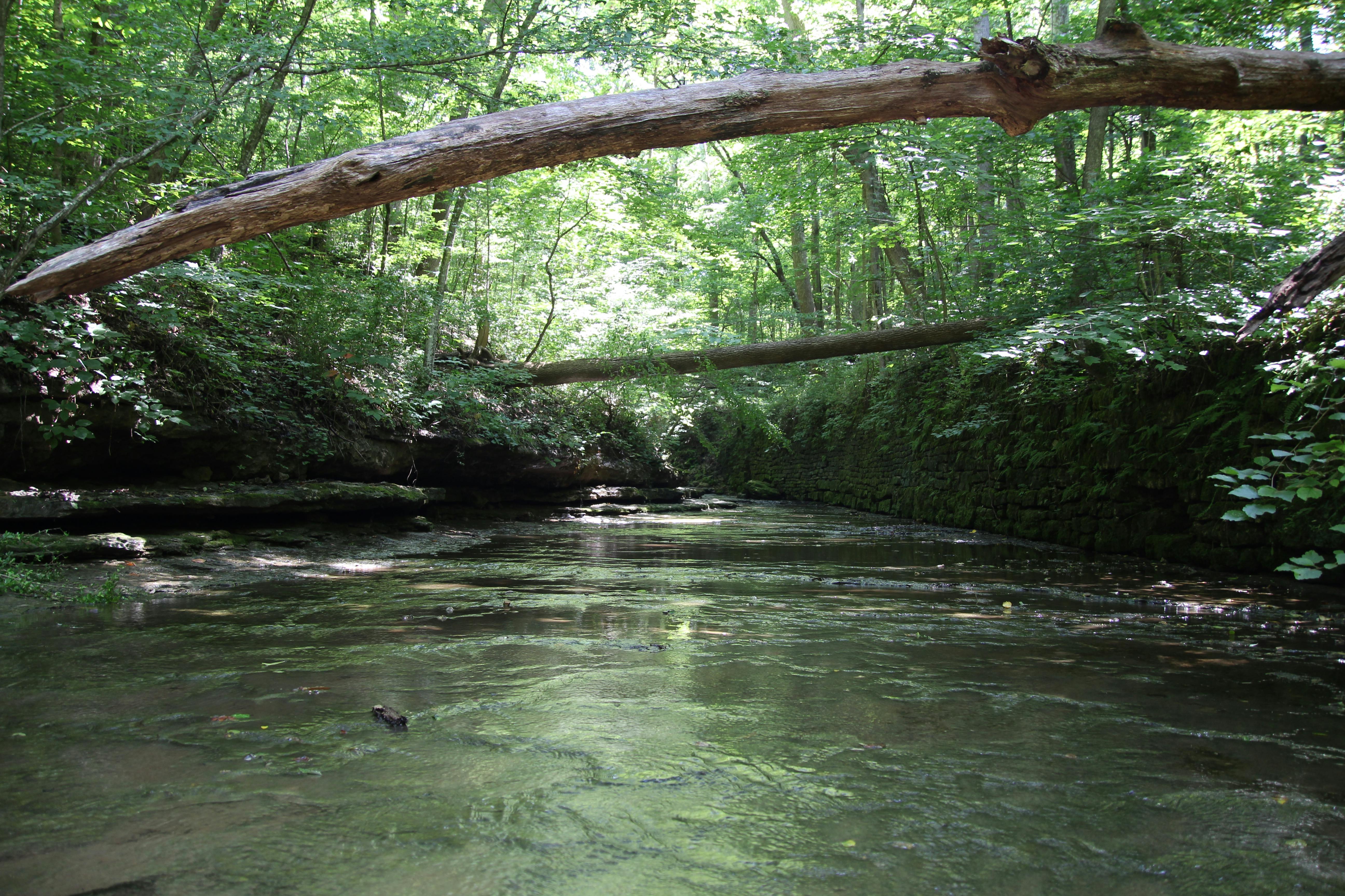 Free Serene forest stream scene with sunlight, trees, and fallen logs. Stock Photo