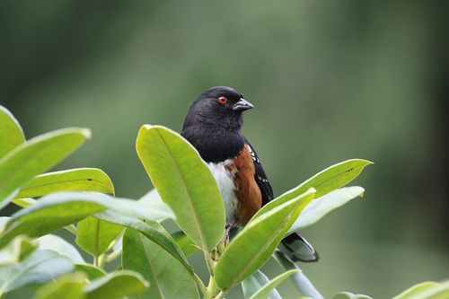Free A close-up of a Spotted Towhee perched on green foliage, showcasing its striking colors. Stock Photo