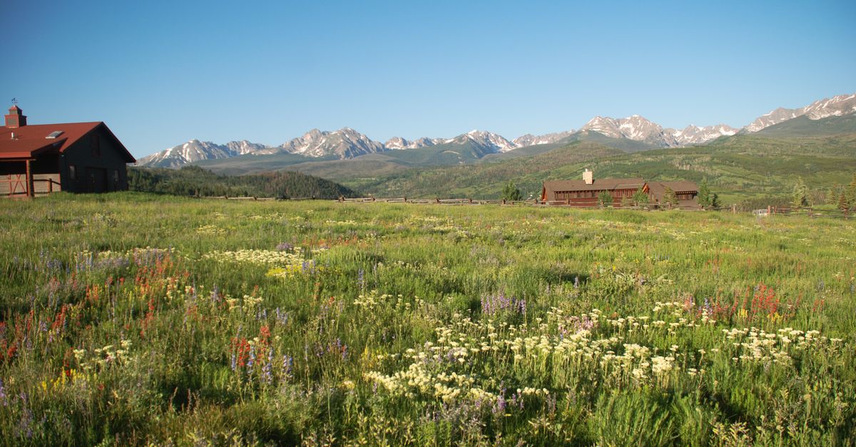 Vibrant wildflower field with mountain backdrop in Silverthorne, Colorado.