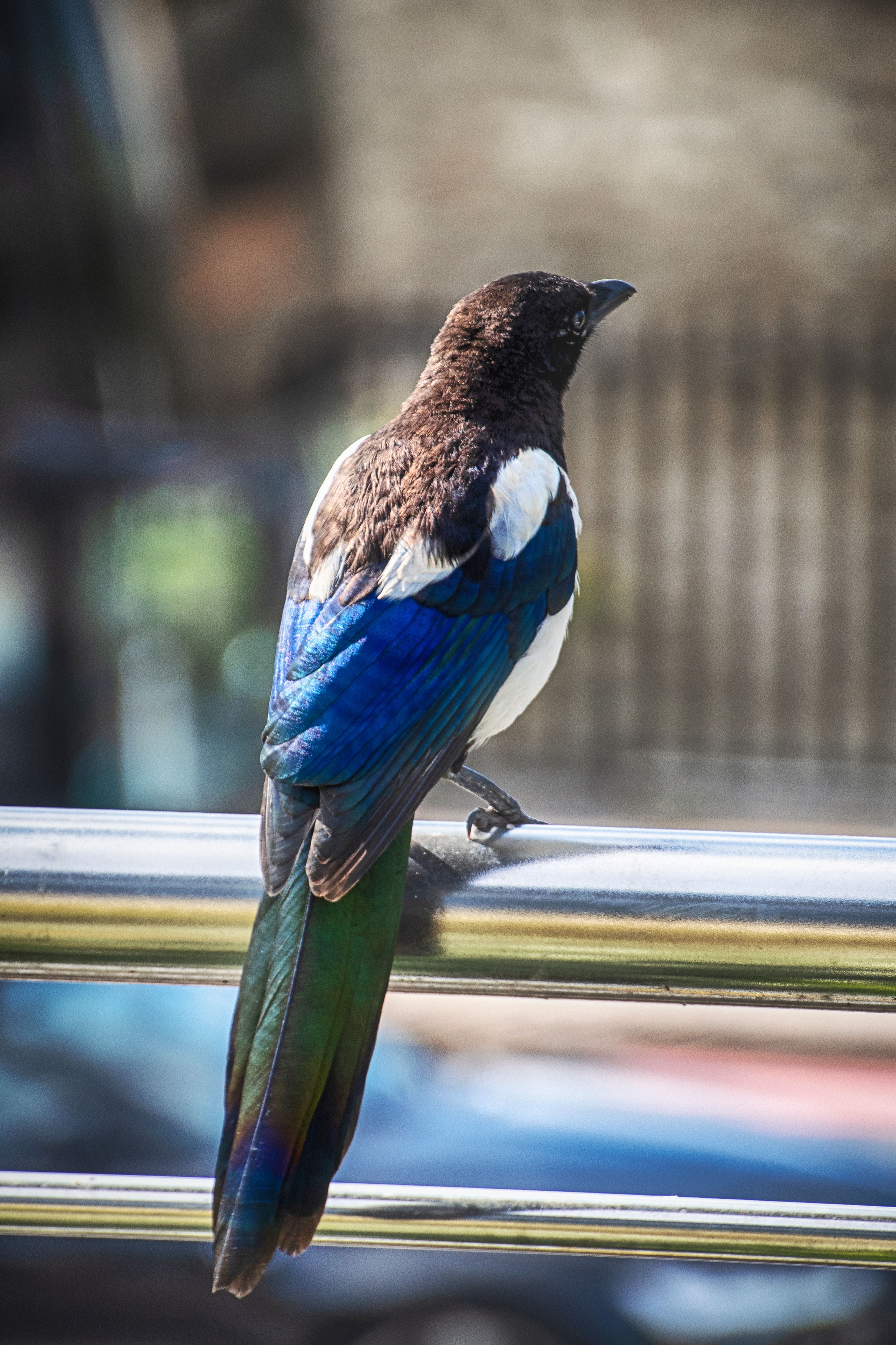 Beautiful Magpie Perched on Metal Railing · Free Stock Photo