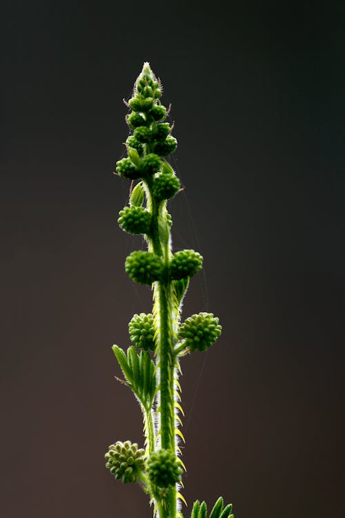 Green Leaf Plant