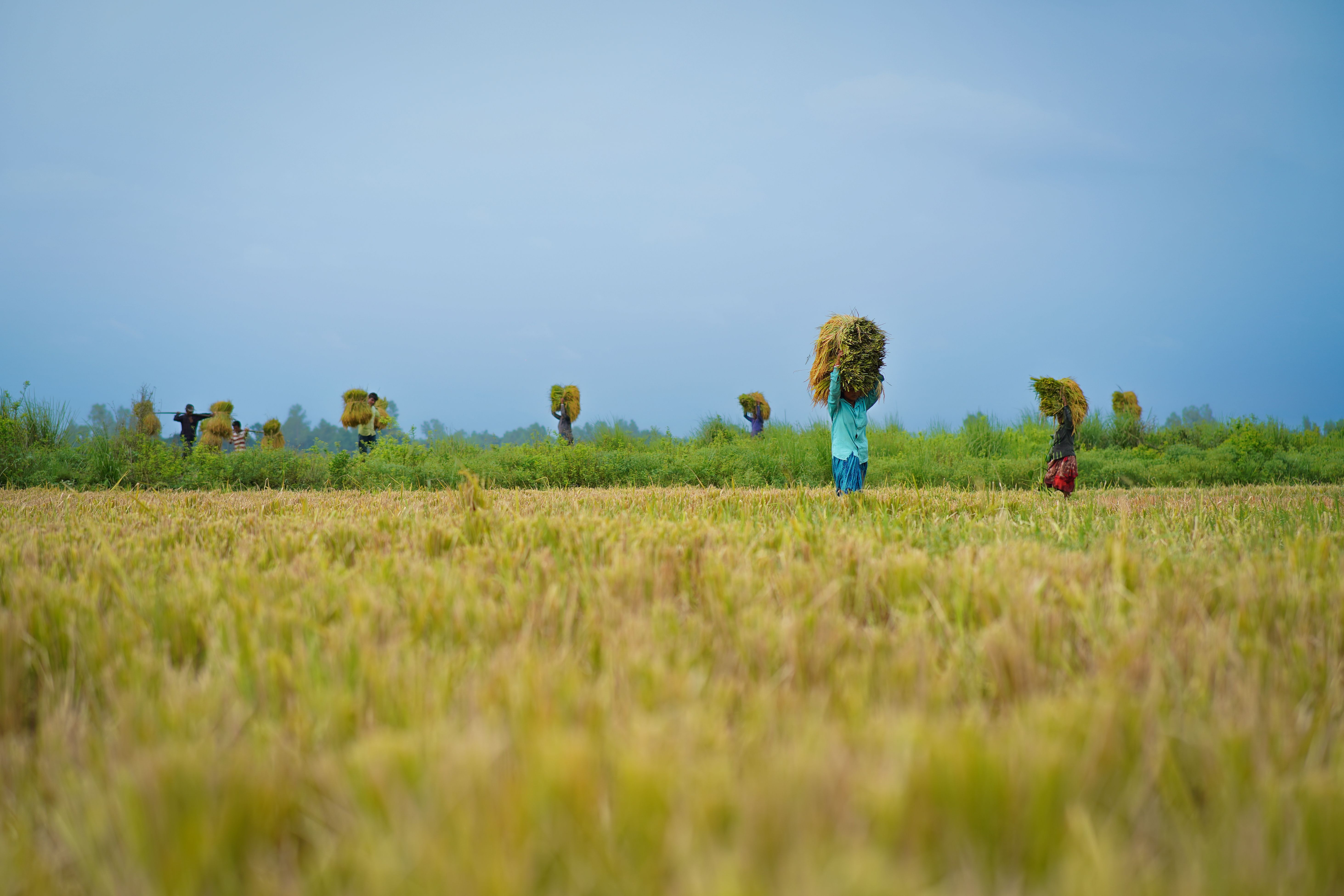 Farmers Harvesting Rice in Rural Bangladesh Field · Free Stock Photo