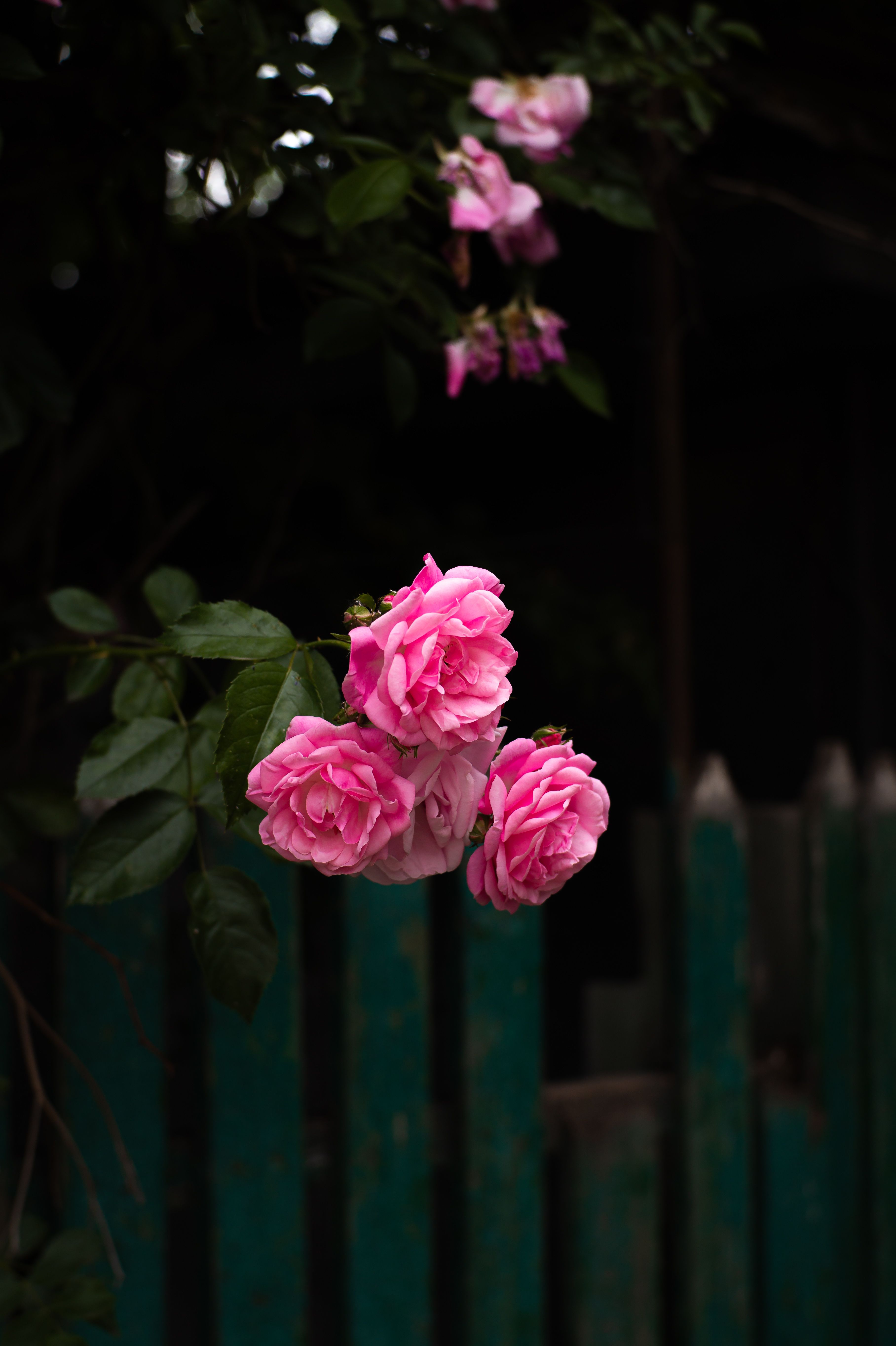 Beautiful Pink Roses Against Rustic Fence · Free Stock Photo