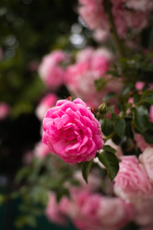 Vibrant Pink Roses in Full Bloom Outdoors · Free Stock Photo