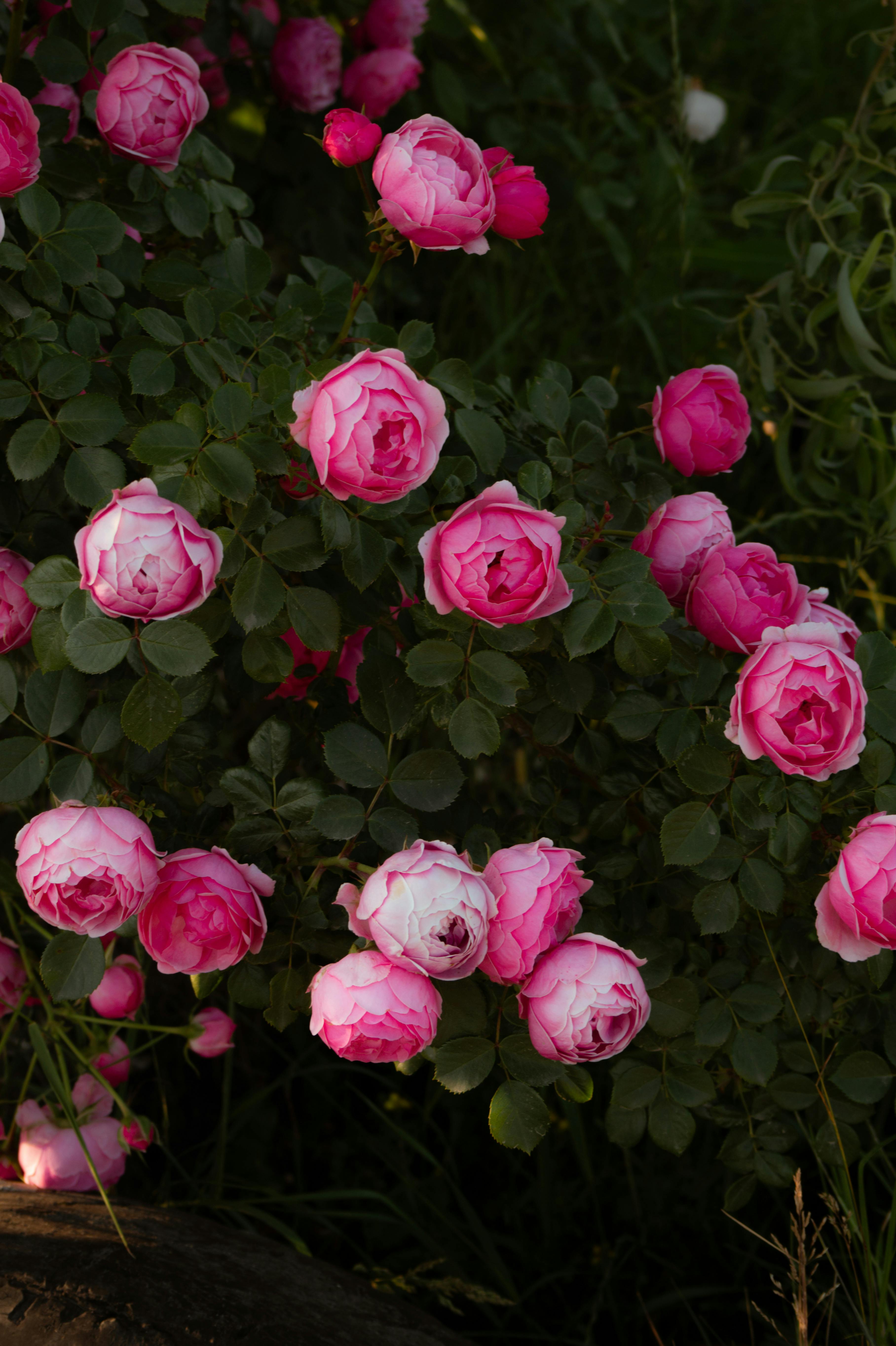 Beautiful pink roses in full bloom showcasing vibrant colors and lush green leaves.