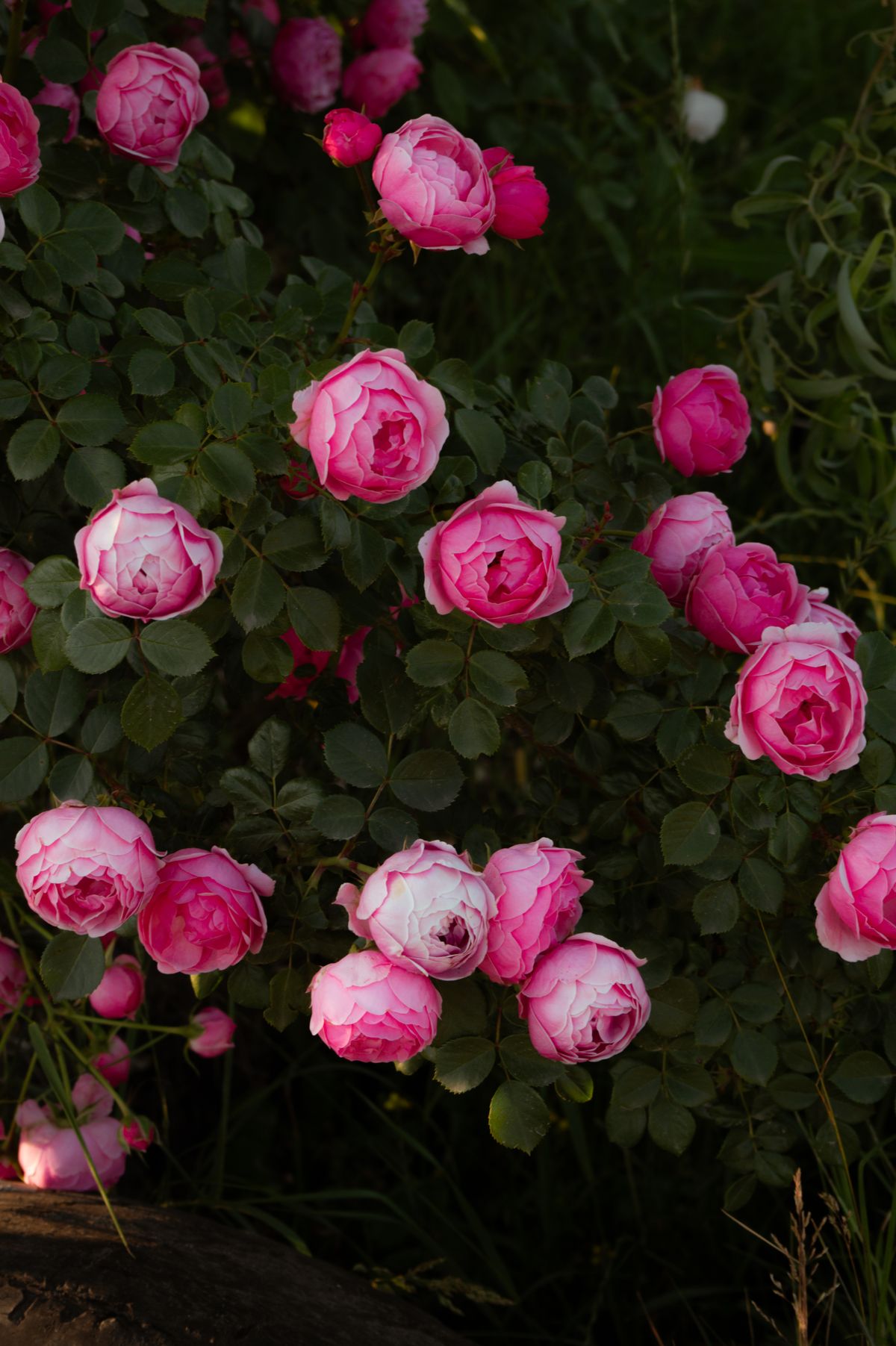 Vibrant Pink Roses in Full Bloom Outdoors · Free Stock Photo