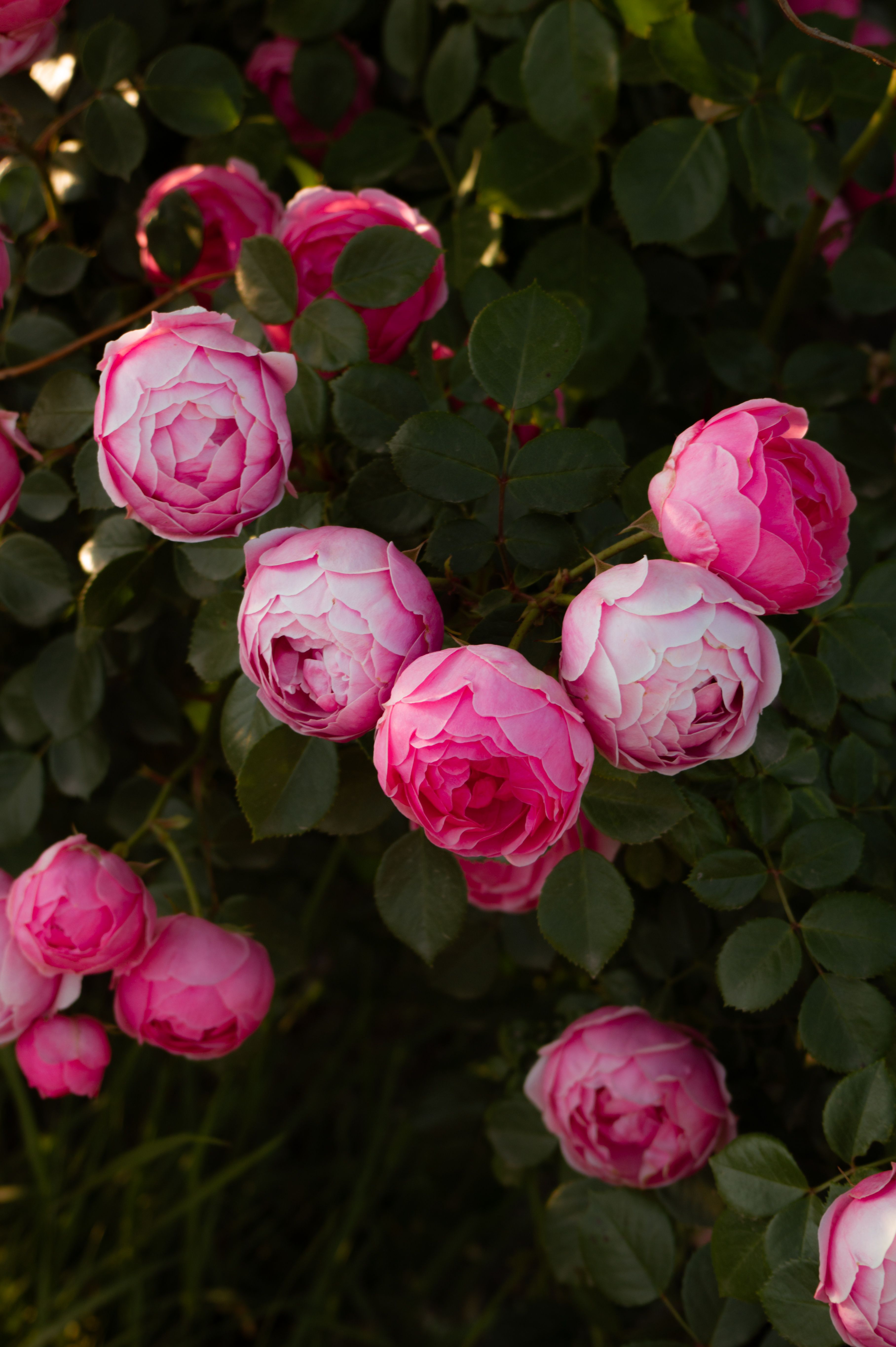 Vibrant Pink Roses in Full Bloom Outdoors · Free Stock Photo