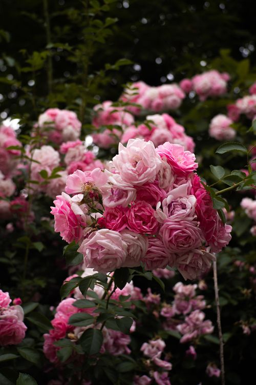 Free A cluster of vibrant pink roses in full bloom, showcasing nature's beauty in a lush garden setting. Stock Photo