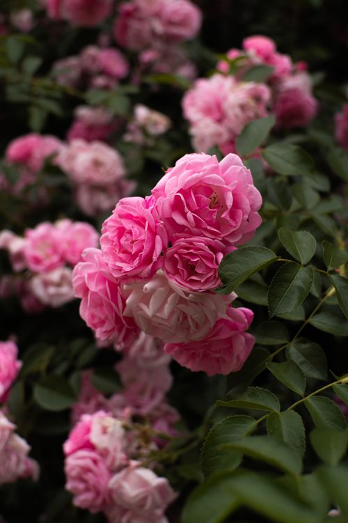 Free Beautiful cluster of pink roses flourishing against rich green foliage, showcasing nature's vibrant colors. Stock Photo