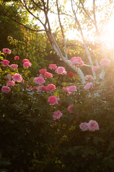Floral Compartilhado