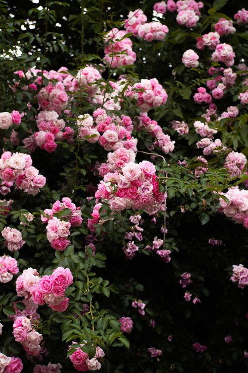 Free A lush display of pink roses blooming vibrantly in a sunlit garden. Stock Photo