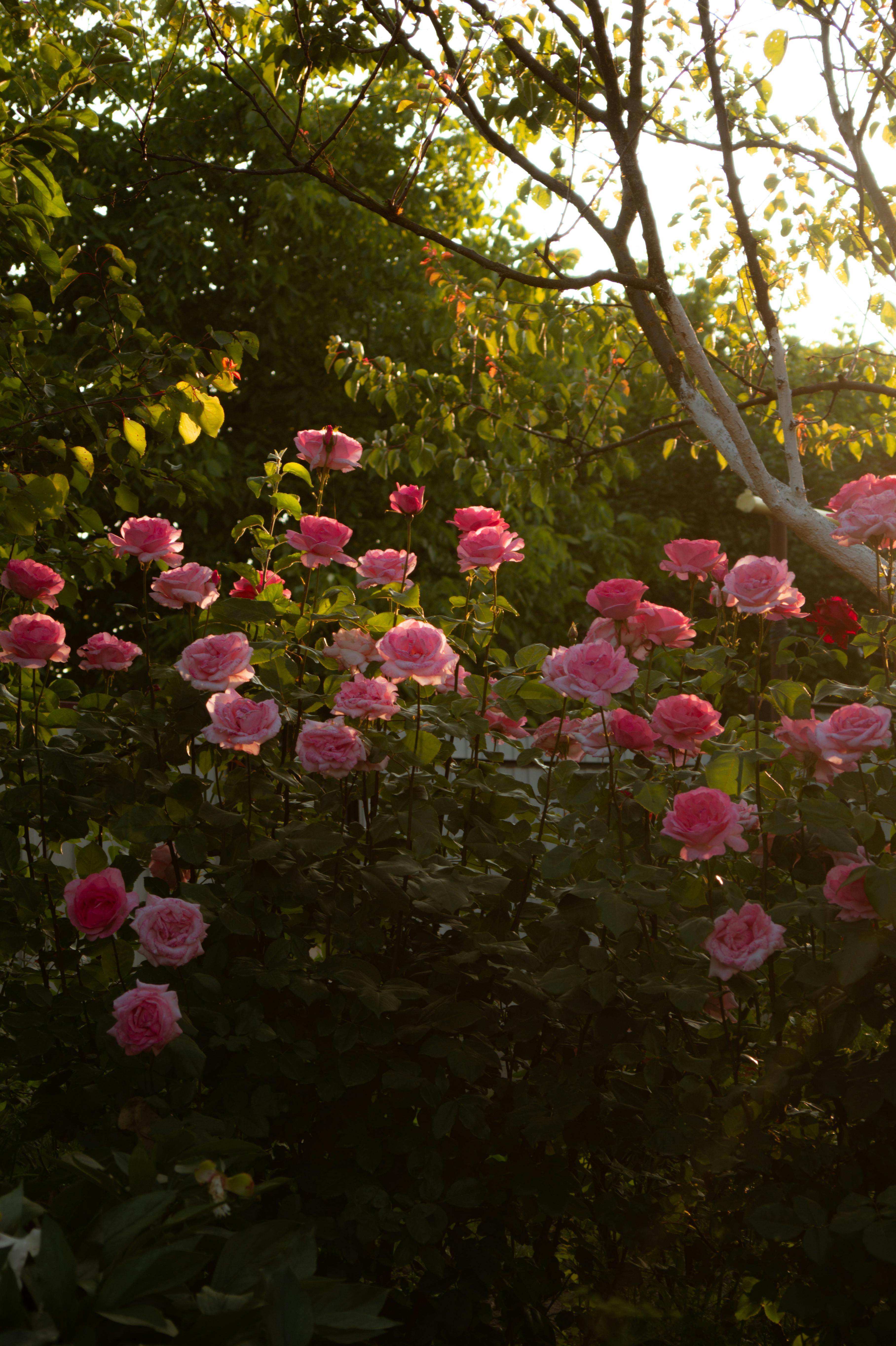 Beautiful sunlit pink roses bloom in a lush garden setting, captured in the golden hour.