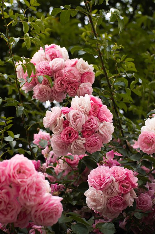 Free Vibrant pink roses blooming amidst lush green foliage, showcasing nature's beauty. Stock Photo