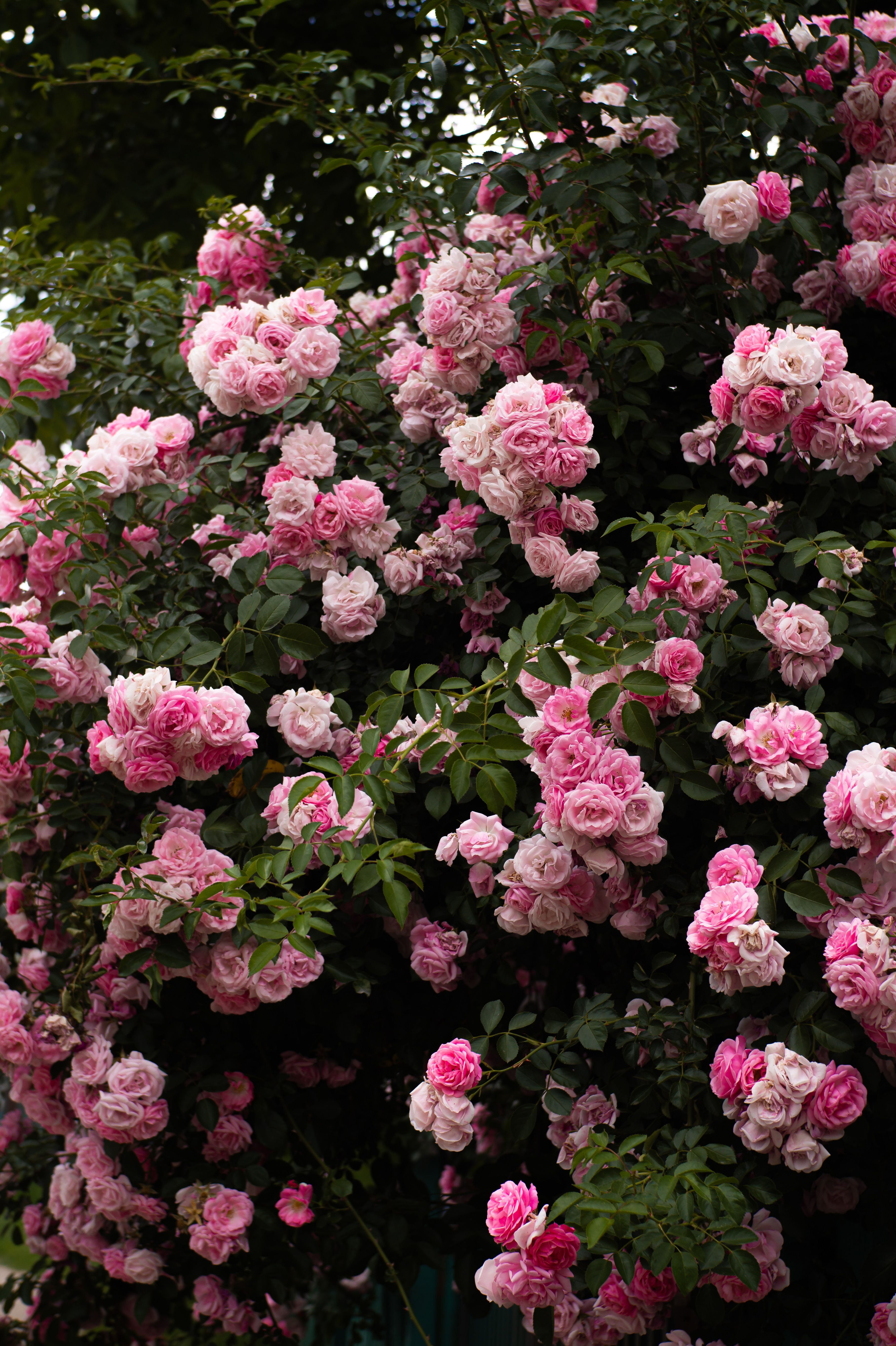 Lush Pink Roses in Full Bloom Outdoors · Free Stock Photo