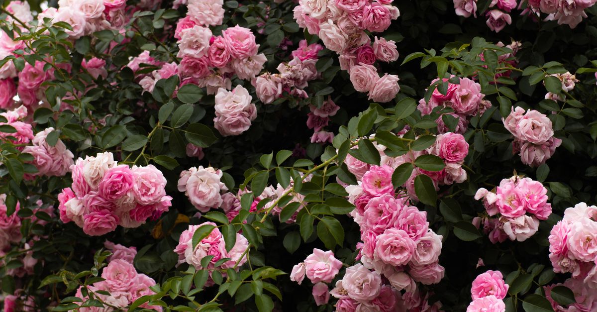 Lusuh Roses Lush Pink Roses in Full Bloom Outdoors · Free Stock Photo