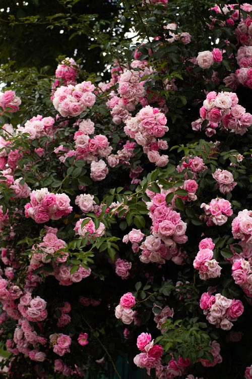 Free A vibrant display of pink roses in full bloom during the day, creating a lush and colorful garden scene. Stock Photo