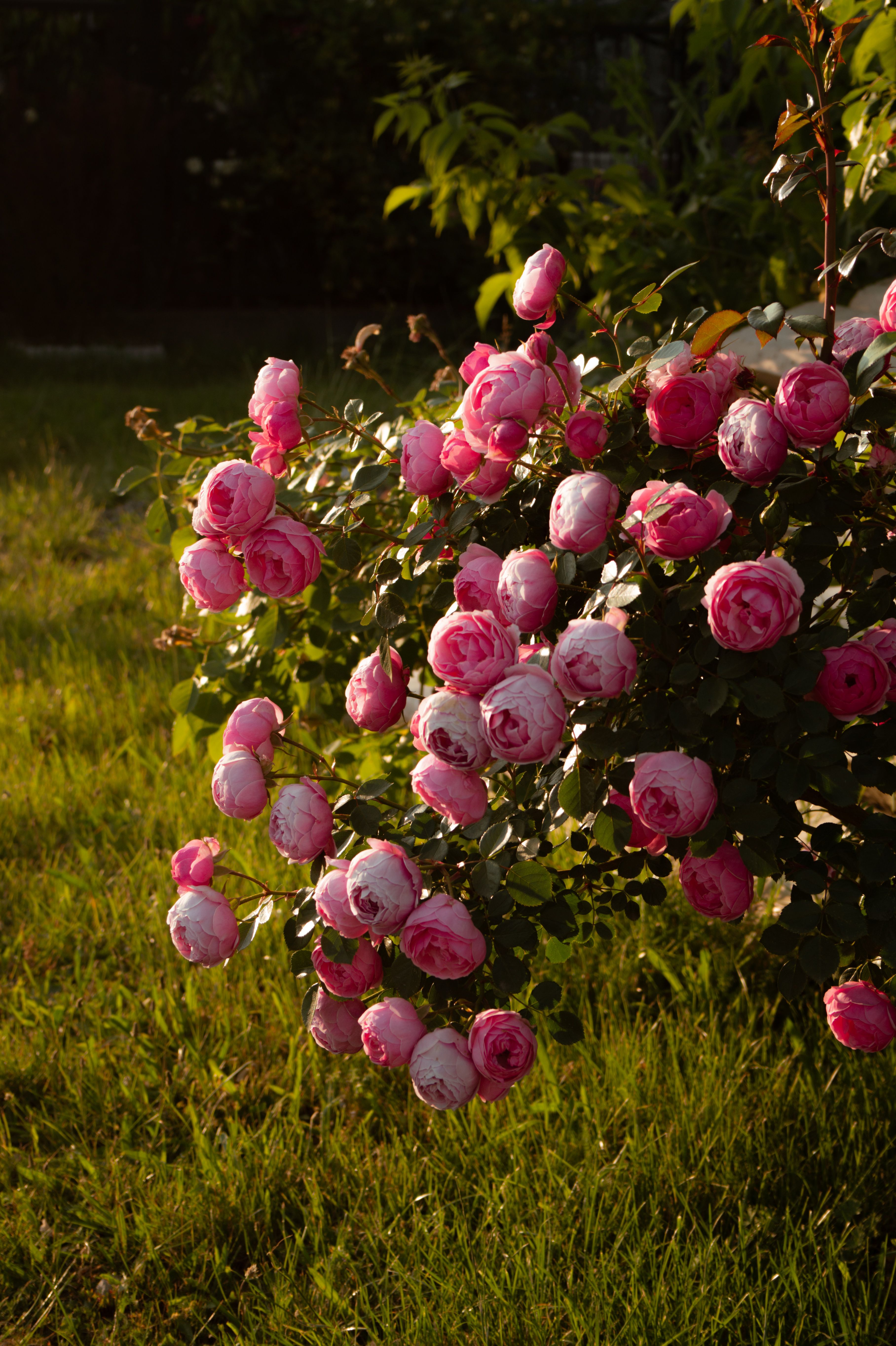 Pink Roses in Bloom during Golden Hour Outdoors · Free Stock Photo