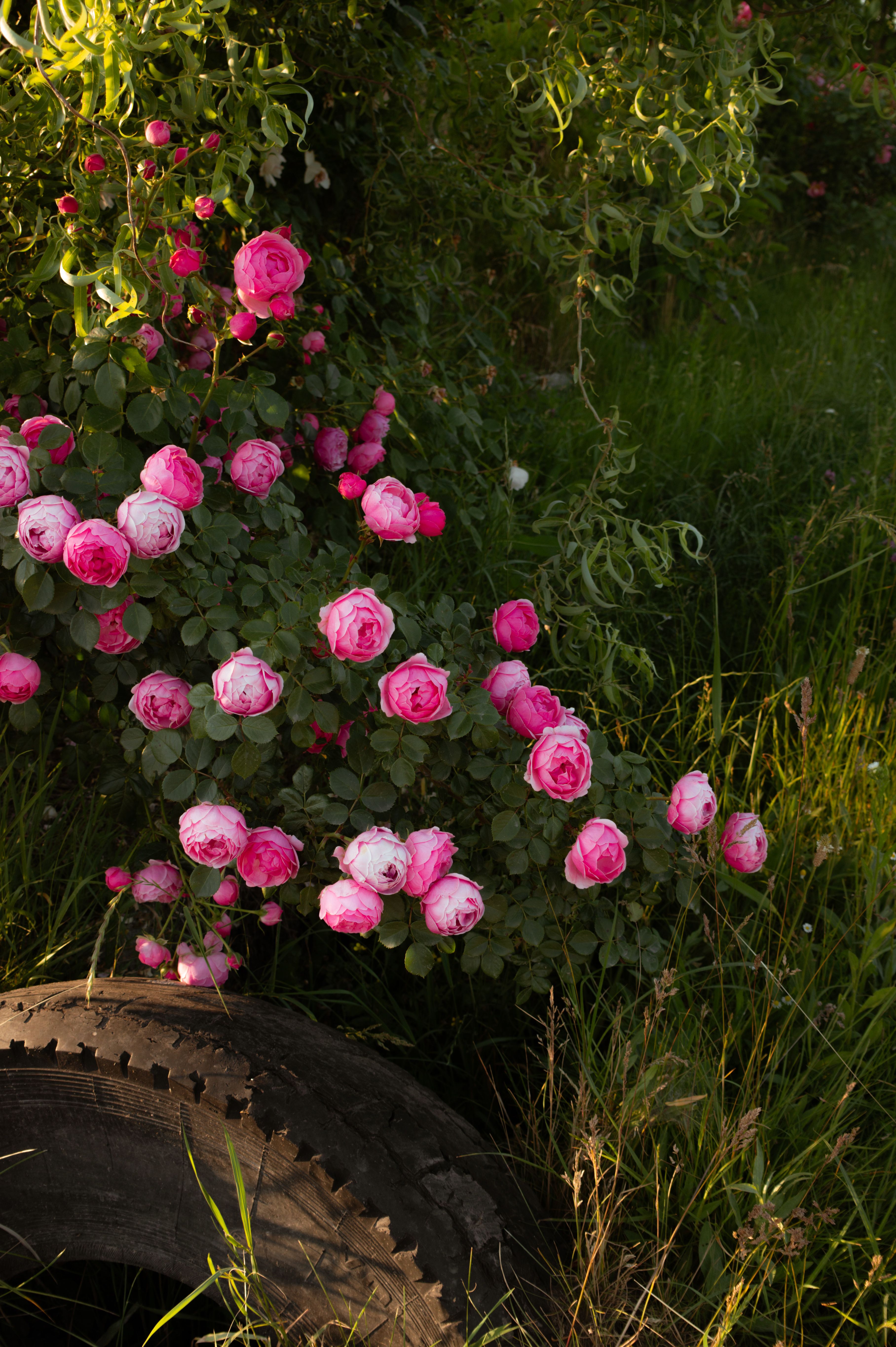 Blooming Pink Roses in Lush Greenery Outdoors · Free Stock Photo