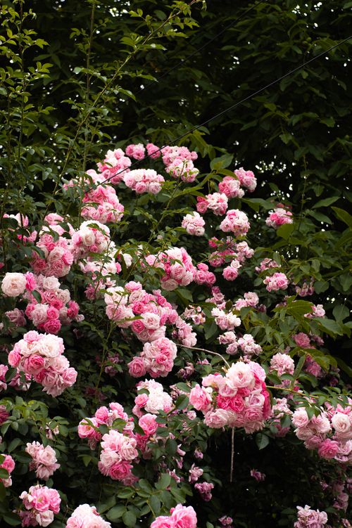 Free Lush pink roses in full bloom against a green leafy background, perfect for garden and floral themes. Stock Photo