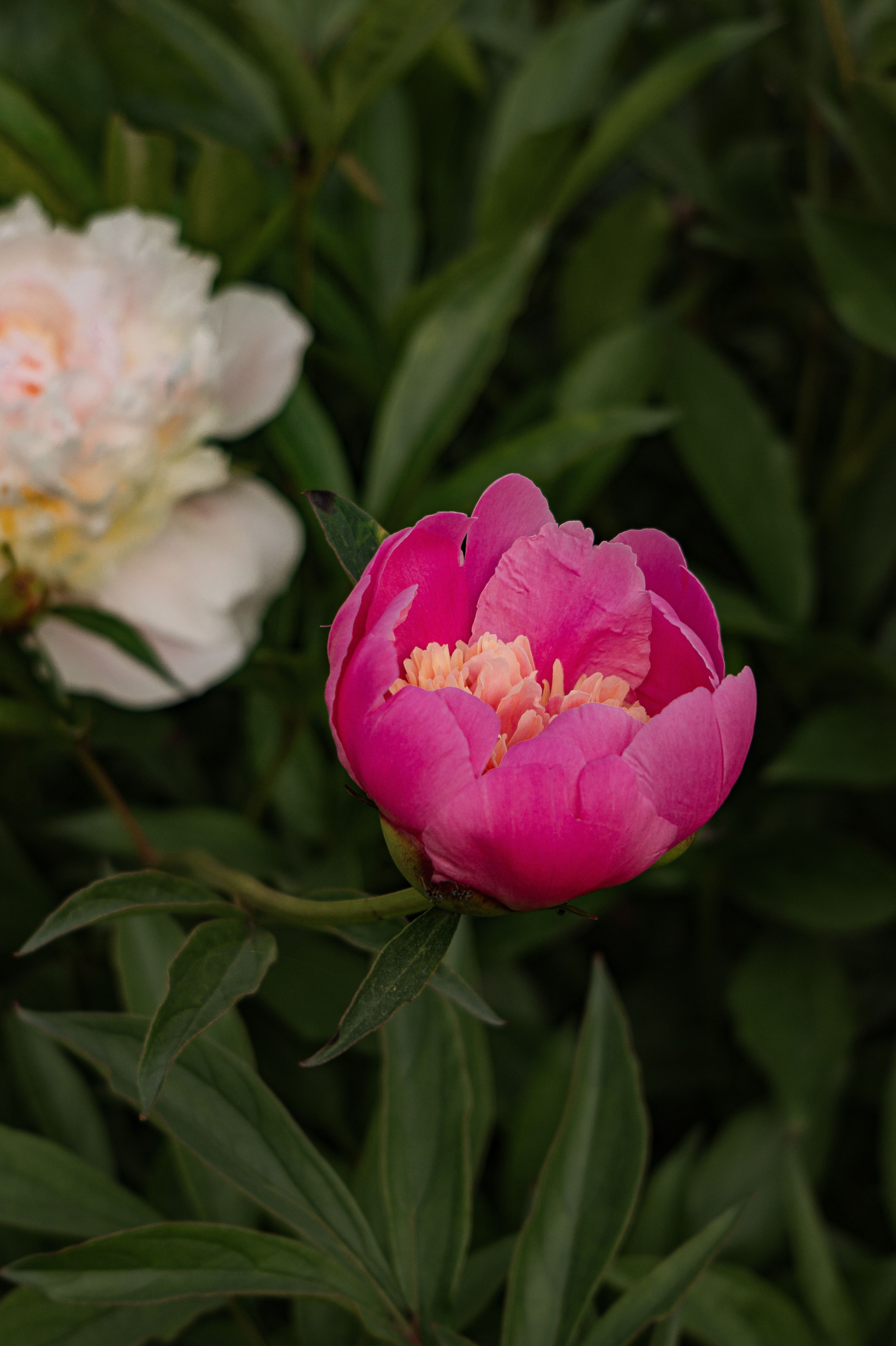 Vibrant Pink Peony in Lush Greenery · Free Stock Photo