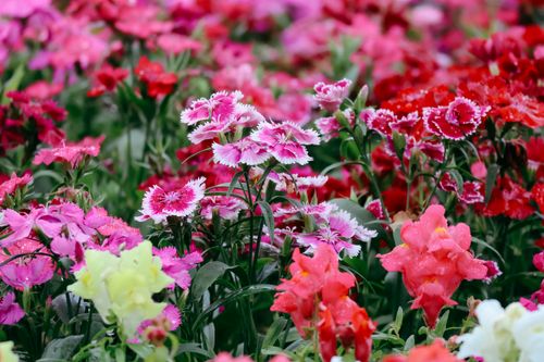 Free A vivid array of colorful flowers in full bloom, showcasing springtime abundance in a Brazilian garden. Stock Photo