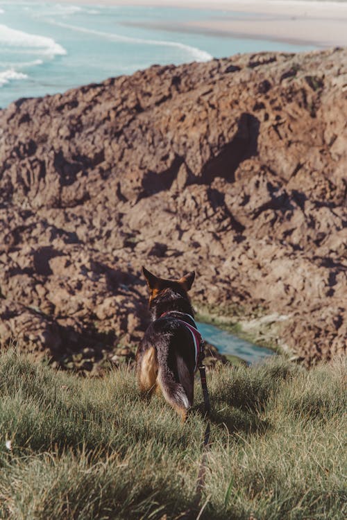 çim Alanında Kısa Tüylü Ten Ve Siyah Köpek