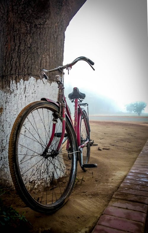 Imagine de stoc gratuită din arbori, bicicletă, frumusețe