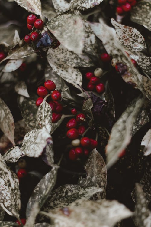 Free Red Berries Stock Photo