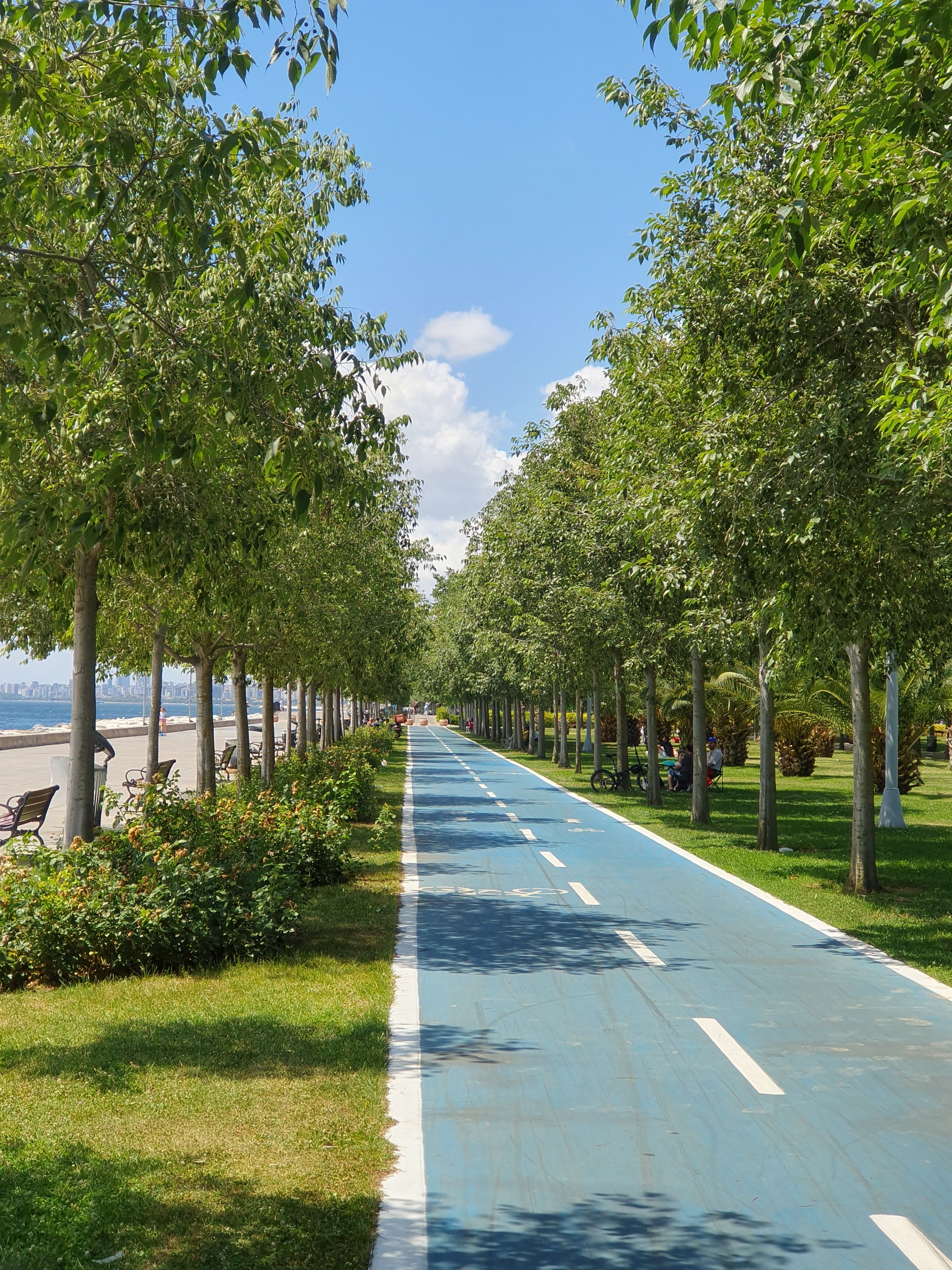 Scenic Tree-lined Pathway on a Sunny Day · Free Stock Photo