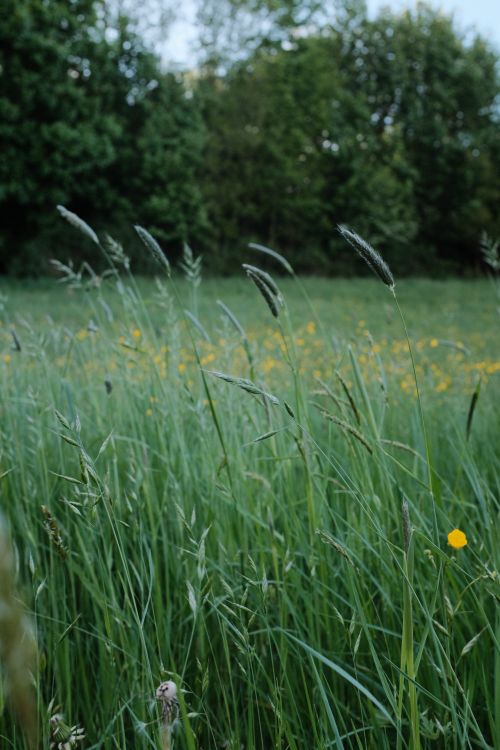 Free A serene outdoor scene of tall grass and wildflowers in a peaceful meadow. Stock Photo
