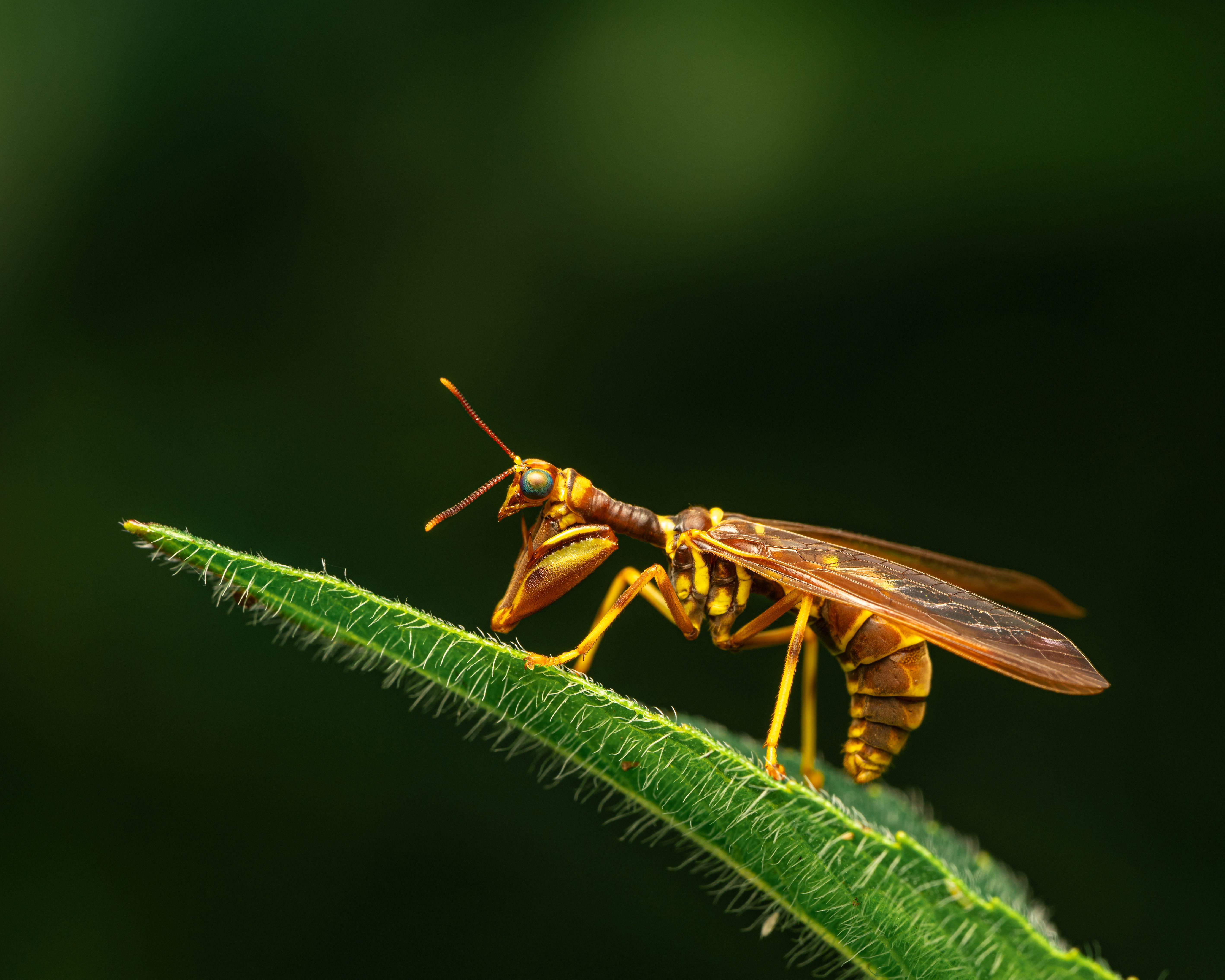 Predatory Insects Photos, Download The BEST Free Predatory Insects ...