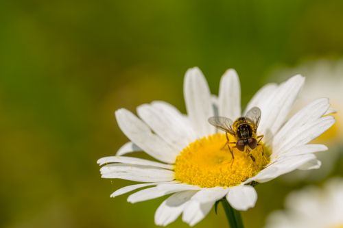 Free Close-up of a bee on a daisy in Rouyn-Noranda, Canada with vibrant colors. Stock Photo