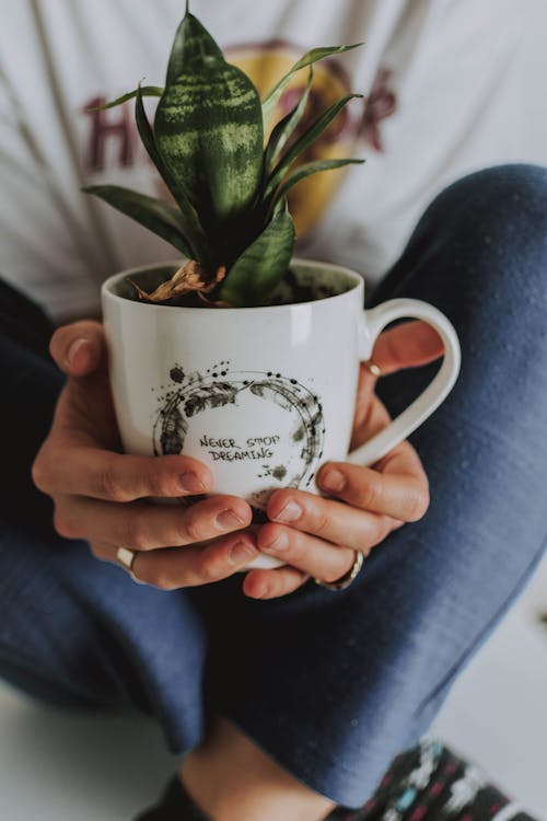 Green Plant in Cup