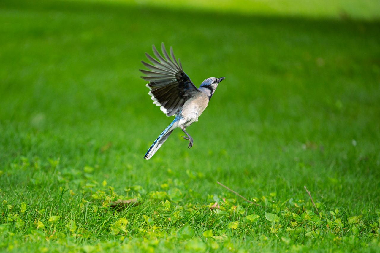 a beautiful blue jay gracefully flying over vibrant green grass in can