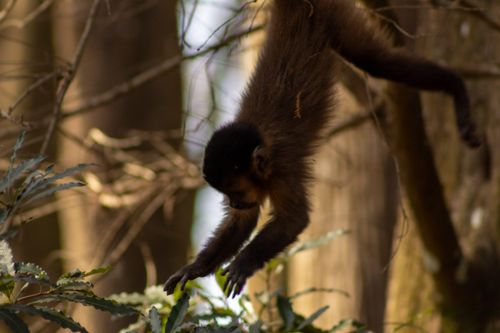 Free stock photo of monkey Stock Photo