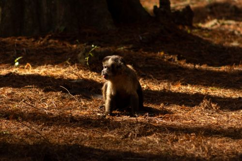 Free stock photo of monkey Stock Photo
