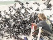 Unrecognizable tourist resting on chair and feeding doves